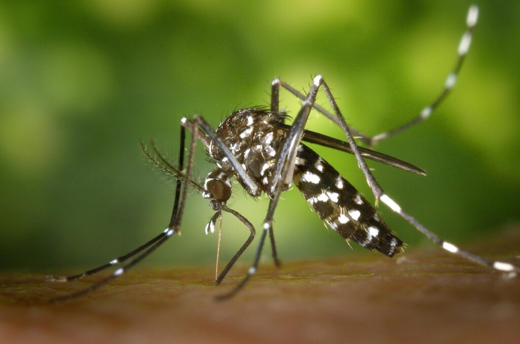 Seu tipo sanguíneo pode explicar por que os mosquitos picam você mais do que os outros?